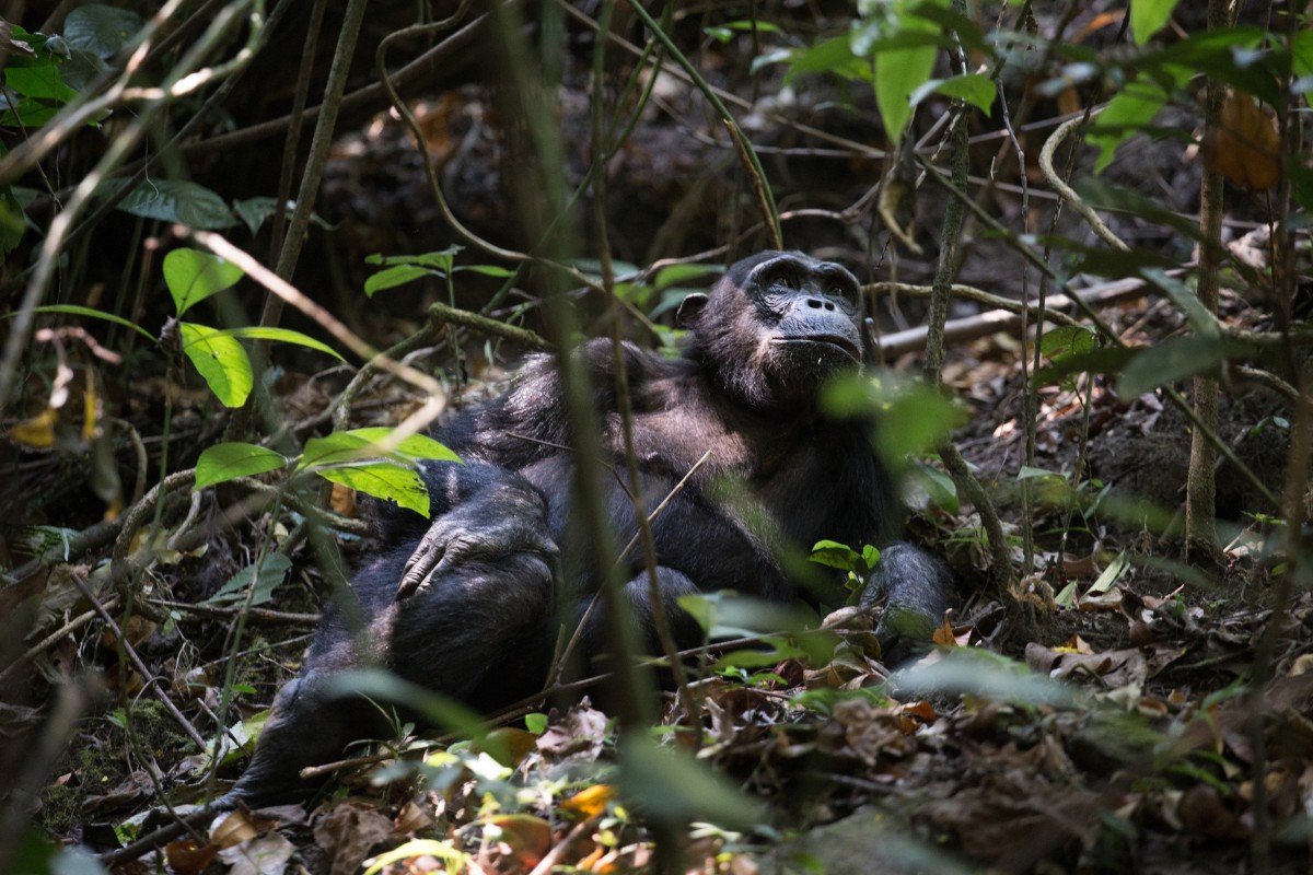 Tanzanie - Parcs de l'Ouest